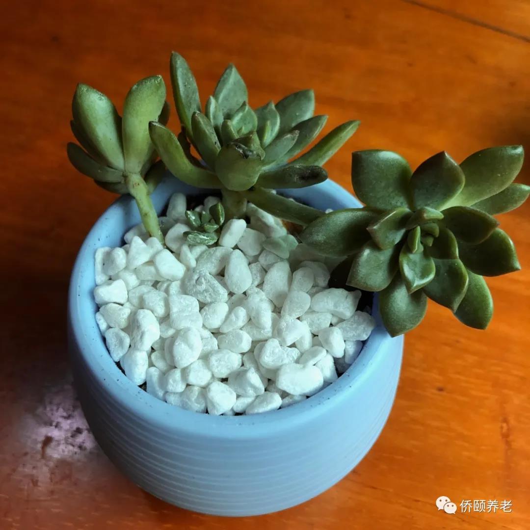 长者园艺多肉植物作品