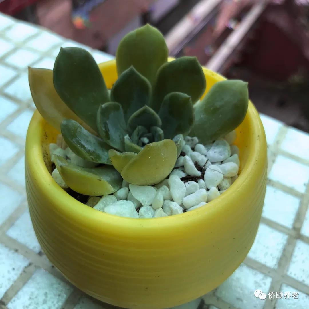 长者园艺多肉植物作品