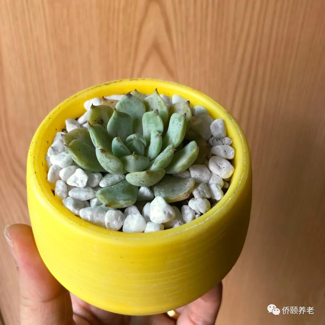 长者园艺多肉植物作品